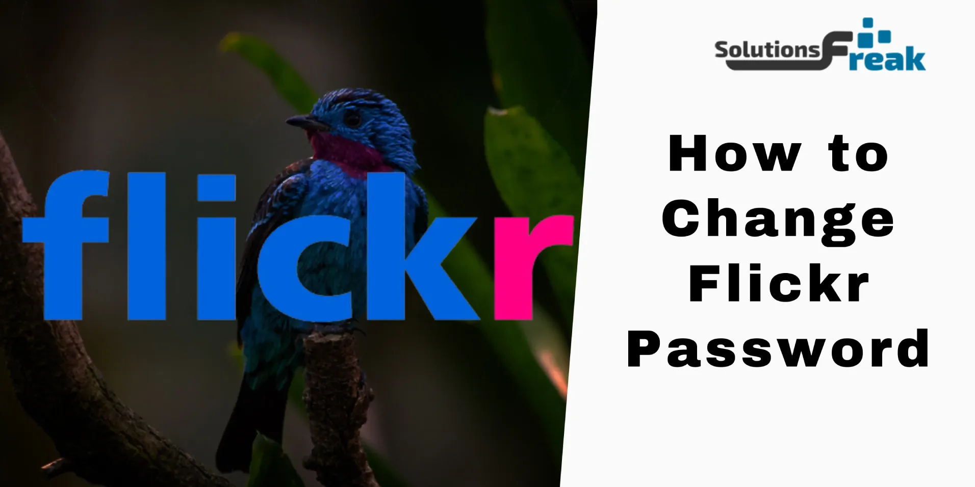 How to Change Flickr Password
